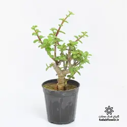 کراسولا خرفه ای سایز 12