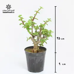 کراسولا خرفه ای سایز 12