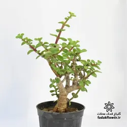 کراسولا خرفه ای سایز 12