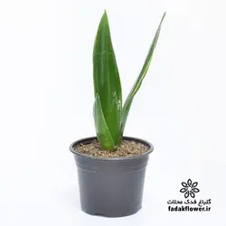 سانسوریا دیاموند سایز 16