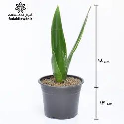 سانسوریا دیاموند سایز 16