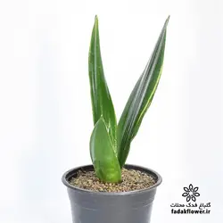 سانسوریا دیاموند سایز 16