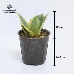 سانسوریا هانی سایز 10