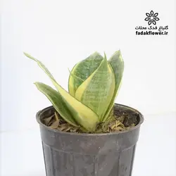 سانسوریا هانی سایز 10