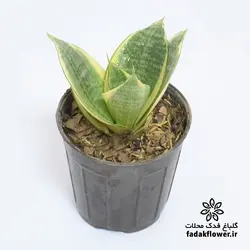 سانسوریا هانی سایز 10