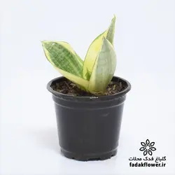 سانسوریا هانی سایز 8