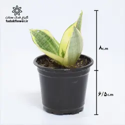 سانسوریا هانی سایز 8