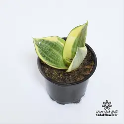 سانسوریا هانی سایز 8