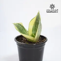 سانسوریا هانی سایز 8