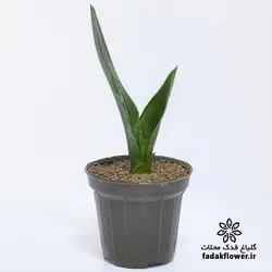 سانسوریا دیاموند سایز 14