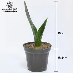 سانسوریا دیاموند سایز 14