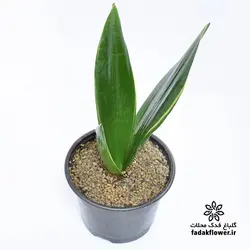 سانسوریا دیاموند سایز 14