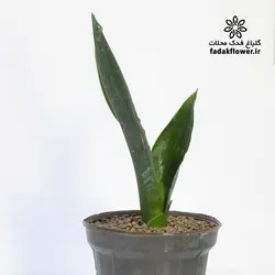 سانسوریا دیاموند سایز 14