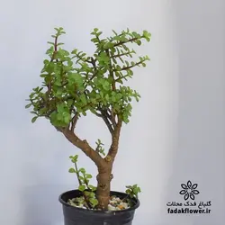 کراسولا خرفه ای سایز 17