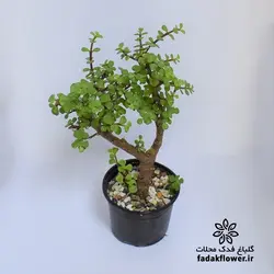 کراسولا خرفه ای سایز 17
