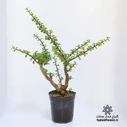 کراسولا خرفه ای سایز 14