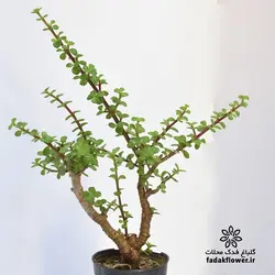 کراسولا خرفه ای سایز 14