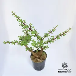 کراسولا خرفه ای سایز 14