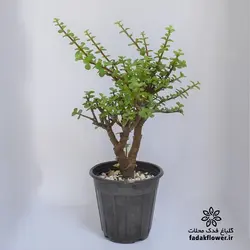 کراسولا خرفه ای سطل4