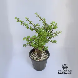 کراسولا خرفه ای سطل4