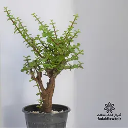 کراسولا خرفه ای سطل4