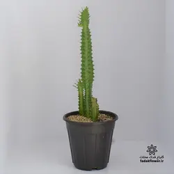 افوربیا تریگونا سبز سطل 4