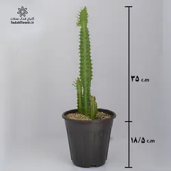 افوربیا تریگونا سبز سطل 4