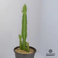 افوربیا تریگونا سبز سطل 4