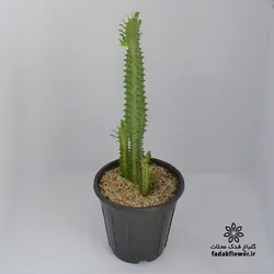 افوربیا تریگونا سبز سطل 4