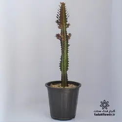 افوربیا تریگونا قرمز سطل4