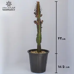 افوربیا تریگونا قرمز سطل4