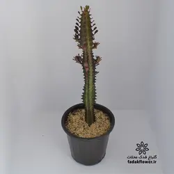 افوربیا تریگونا قرمز سطل4