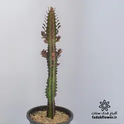 افوربیا تریگونا قرمز سطل4