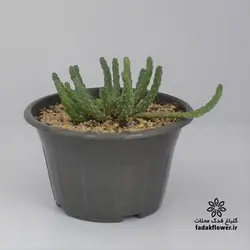 افوربیا اینرمیس کاسه کوچک
