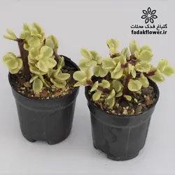 کراسولا خرفه ای ابلق سایز 6