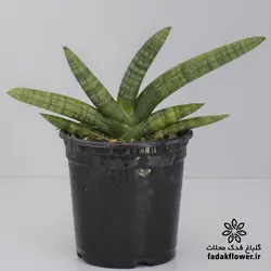 سانسوریا بونسل سایز 14