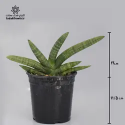 سانسوریا بونسل سایز 14