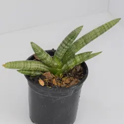 سانسوریا بونسل سایز 14