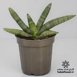 سانسوریا بونسل سایز 12