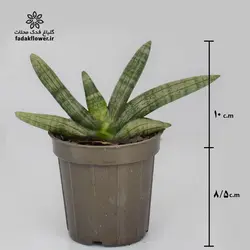 سانسوریا بونسل سایز 12