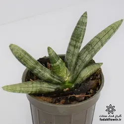 سانسوریا بونسل سایز 12