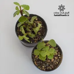 کراسولا خرفه ای سبز سایز6