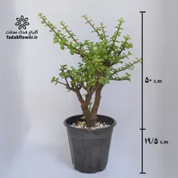 کراسولا خرفه ای سطل 7