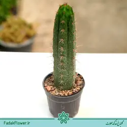 کاکتوس پایه خیاری سایز 10