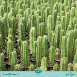 کاکتوس پایه خیاری سایز 10