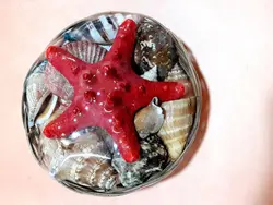 بسته صدف و حلزون