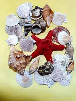 بسته صدف و حلزون