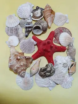 بسته صدف و حلزون