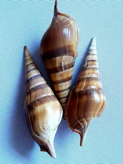 صدف حلزونی شیپوری