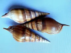 صدف حلزونی شیپوری